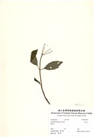 藏品(華八仙)的圖片